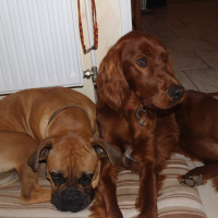 Fox et Stella - 03/2011