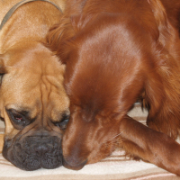 Fox et Stella - 03/2011