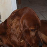 Fox et Stella - 03/2011
