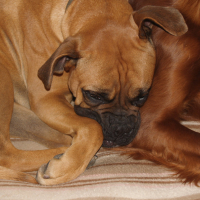 Fox et Stella - 03/2011