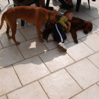 Fox, Stella et les enfants - 04/2011