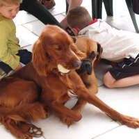 Fox, Stella et les enfants - 04/2011
