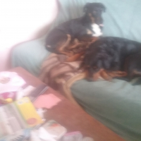Photo #274656 de Kyara
