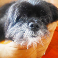 Photo #274693 de Romeo
