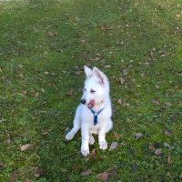 Photo #274771 de Louna