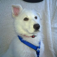 Photo #274772 de Louna