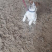Photo #274784 de snoopy (pilou)