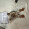 Photo #274808 de Mowgli