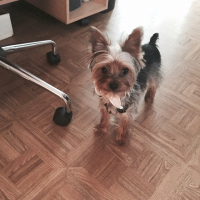 Photo #274810 de Mowgli