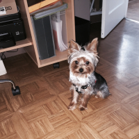 Photo #274811 de Mowgli