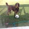 Il adore jouer au football avec mon grand pere dans le jardin!!!