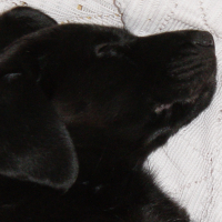 Photo #274922 de Ninie