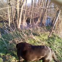 Photo #274941 de Furry