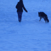 ballade dans la neige avec la patronne