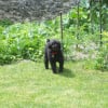 dans mon jardin