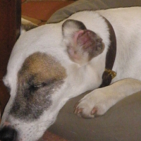 Photo #274988 de ROMEO