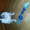 Luna et son nouveau jouet,  tjrs gâtée !!