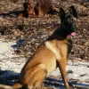 Maska à la plageavec son Copain GUEST le DOBERMANN