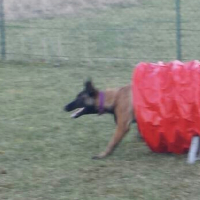 J'ai 7 mois et je franchis le tunnel du parcours d'Agility!...J'ai même pas peur!