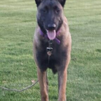 Malinoise Maline...sur le terrain d'agility! décembre 2016