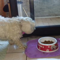 Photo #275035 de IDILE