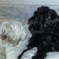 Photo #275036 de IDILE