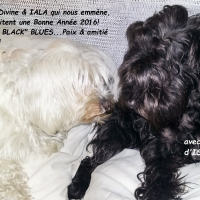 Photo #275037 de IDILE