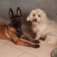 Photo #275039 de IDILE