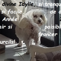 Photo #275042 de IDILE