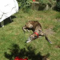 Photo #275088 de Roméo