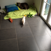 Photo #275091 de Roméo