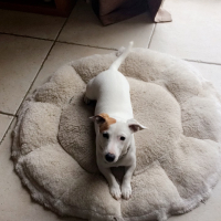 Photo #275101 de Lola