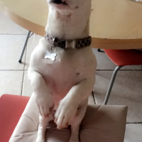 Photo #275102 de Lola