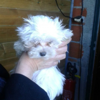 Photo #275107 de MILLA