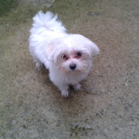 Photo #275108 de MILLA