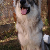 Photo #275163 de Lady