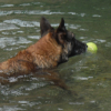 qu'il fait bon dans l'eau, nager pour aller récupérer ma balle!