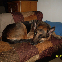 Photo #275226 de dixie