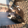 Photo #275246 de Marley 