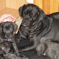Photo #275284 de Italia