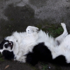 Mon tout fou de chien :)