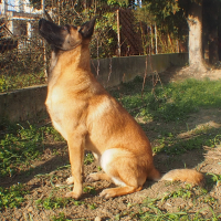 Photo #275294 de LAIKO