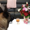 MASKA aime les "apéro" fleuri, c'est la ST VALENTIN!