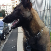 Photo #275336 de MASKA