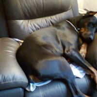 Photo #275370 de capone