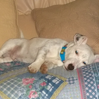 Photo #275396 de OSCAR