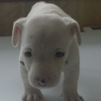 Photo #275397 de OSCAR