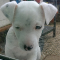 Photo #275399 de OSCAR