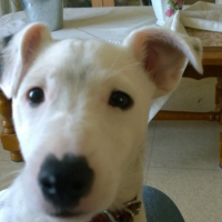 Photo #275400 de OSCAR