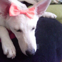 Photo #275459 de nala